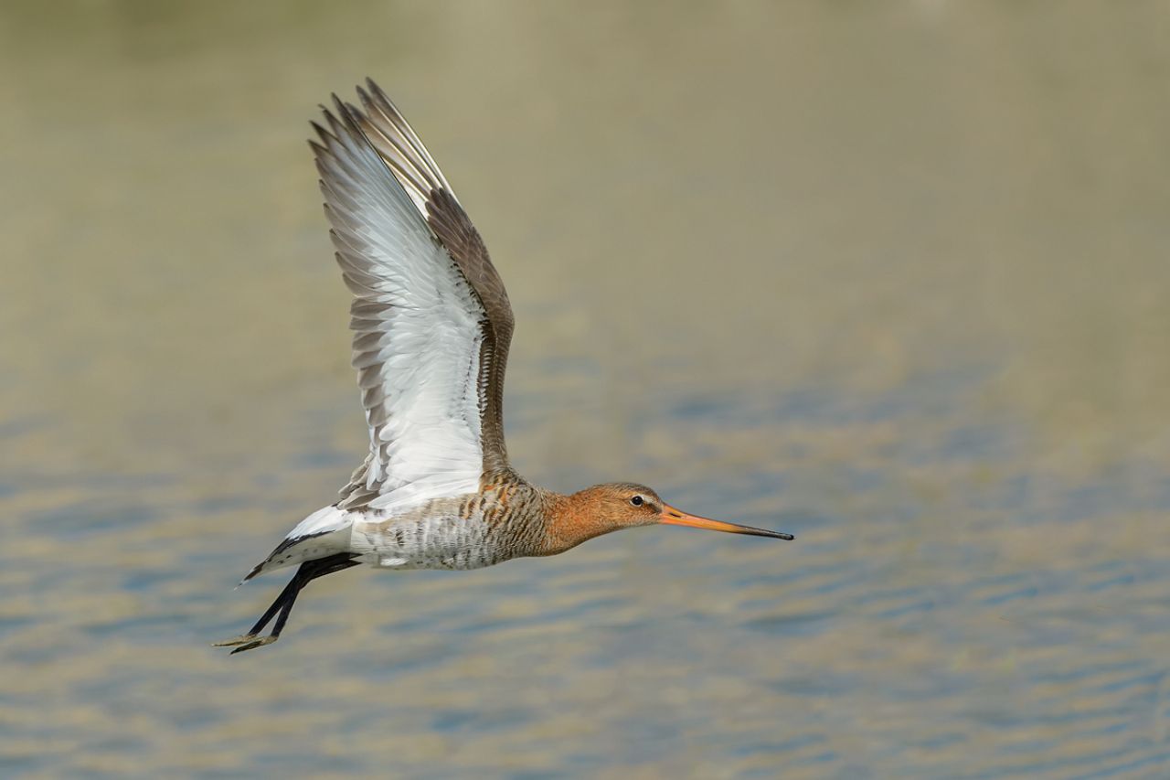 Pittima reale (Limosa limosa)